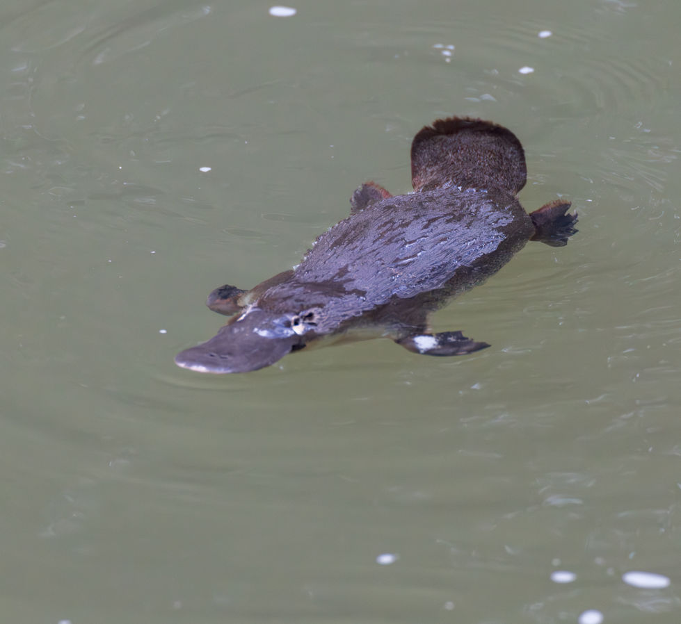 Platypus