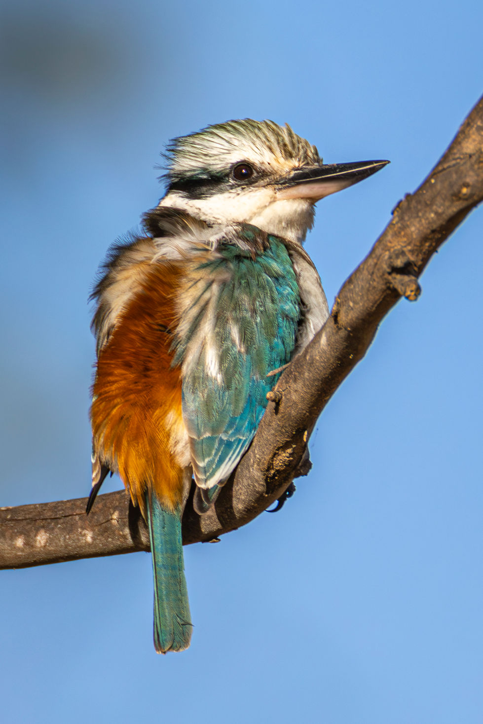 Red-backed Kingfisher-06