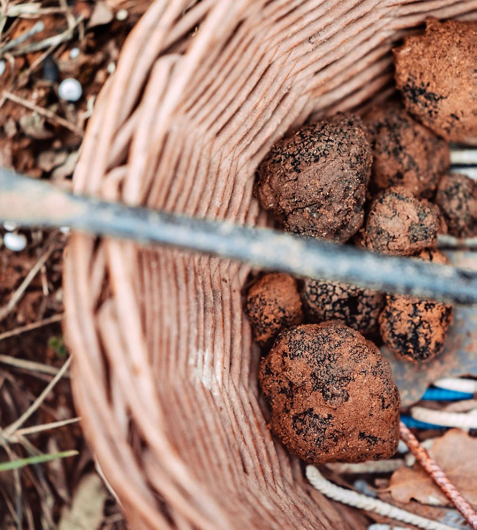 Truffes.jpg