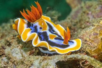 Chromodoris strié