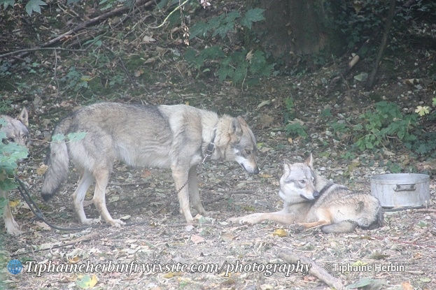 Fête du Loup 2026