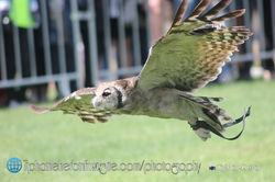 Festiwest de Bruay-la-Buissière