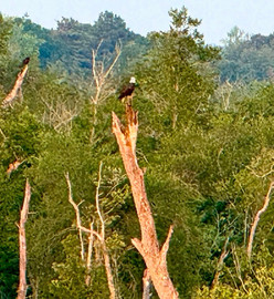 image of beautiful eagle