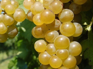 Lucious Grapes on the Vine