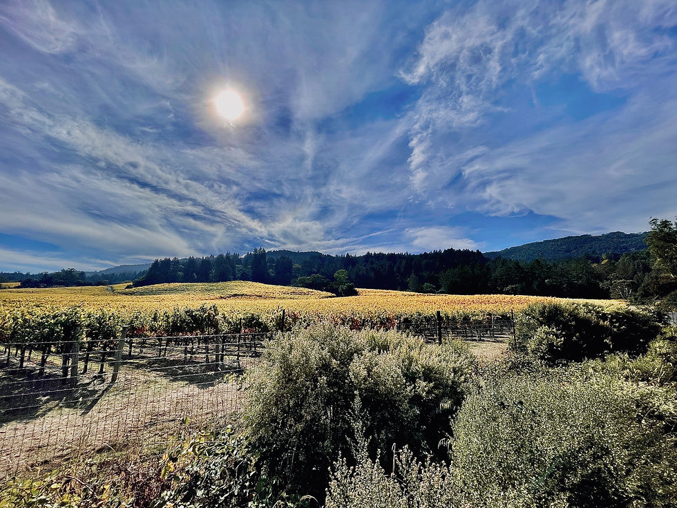 Long Hike: Jack London State Park – Fern Lake via Mountain Trail, Fallen Bridge Trails, and Vineyard Trail