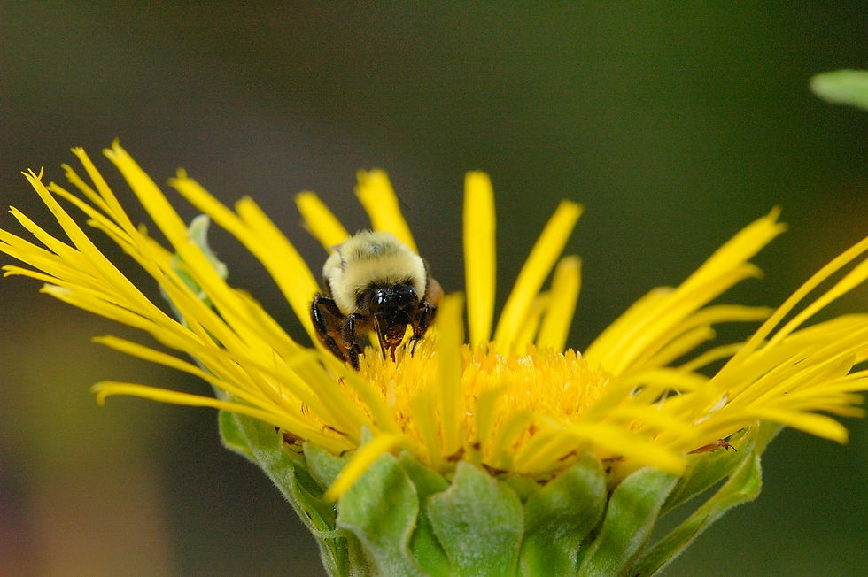 Bumble_Bee_Milwaukee_0137.jpg