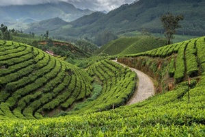 Munnar with Kodaikanal 4 Days Tour Package from Coimbatore.jpg