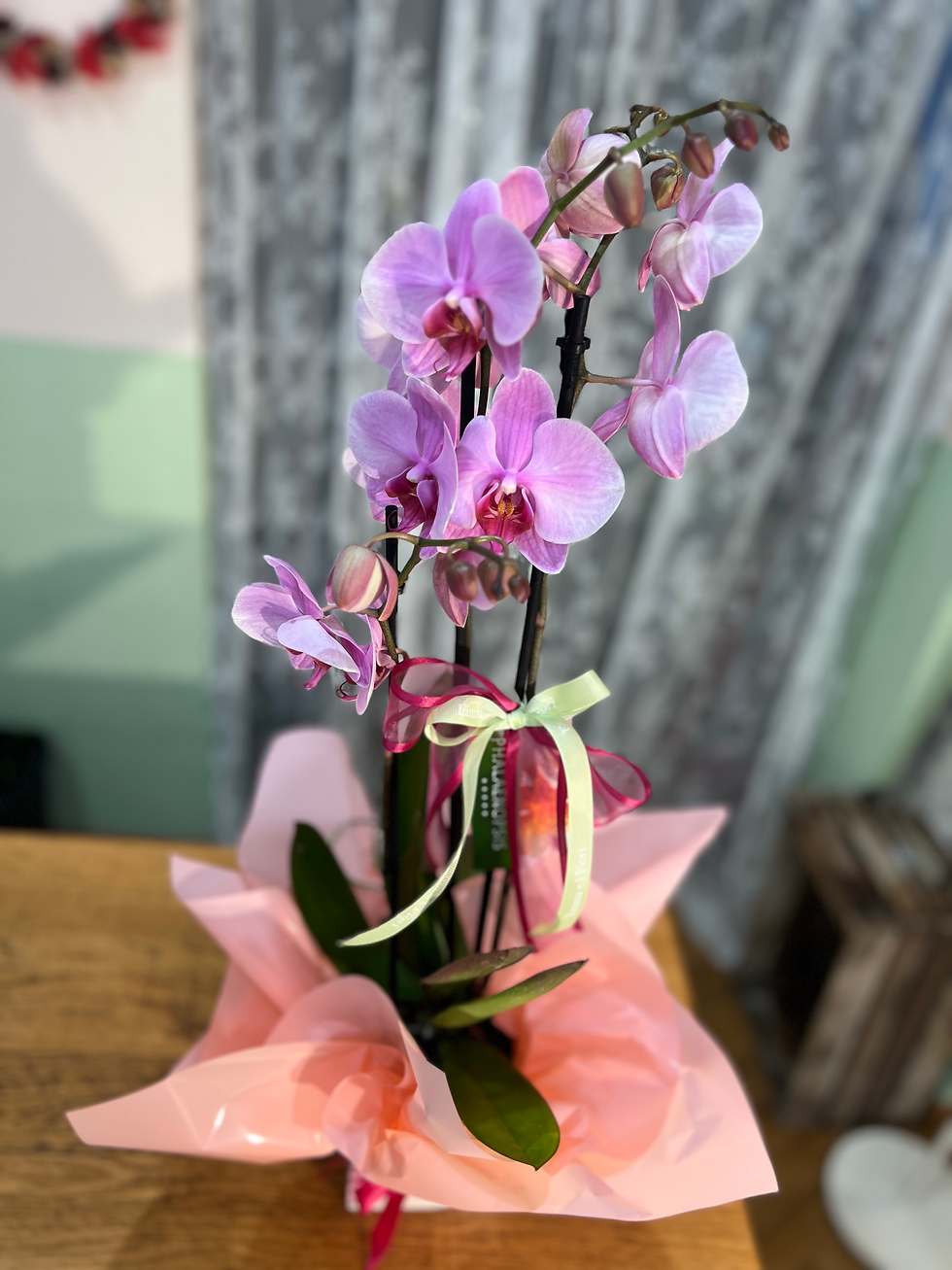 Miniatura: Orchidea Linda - Rosa 