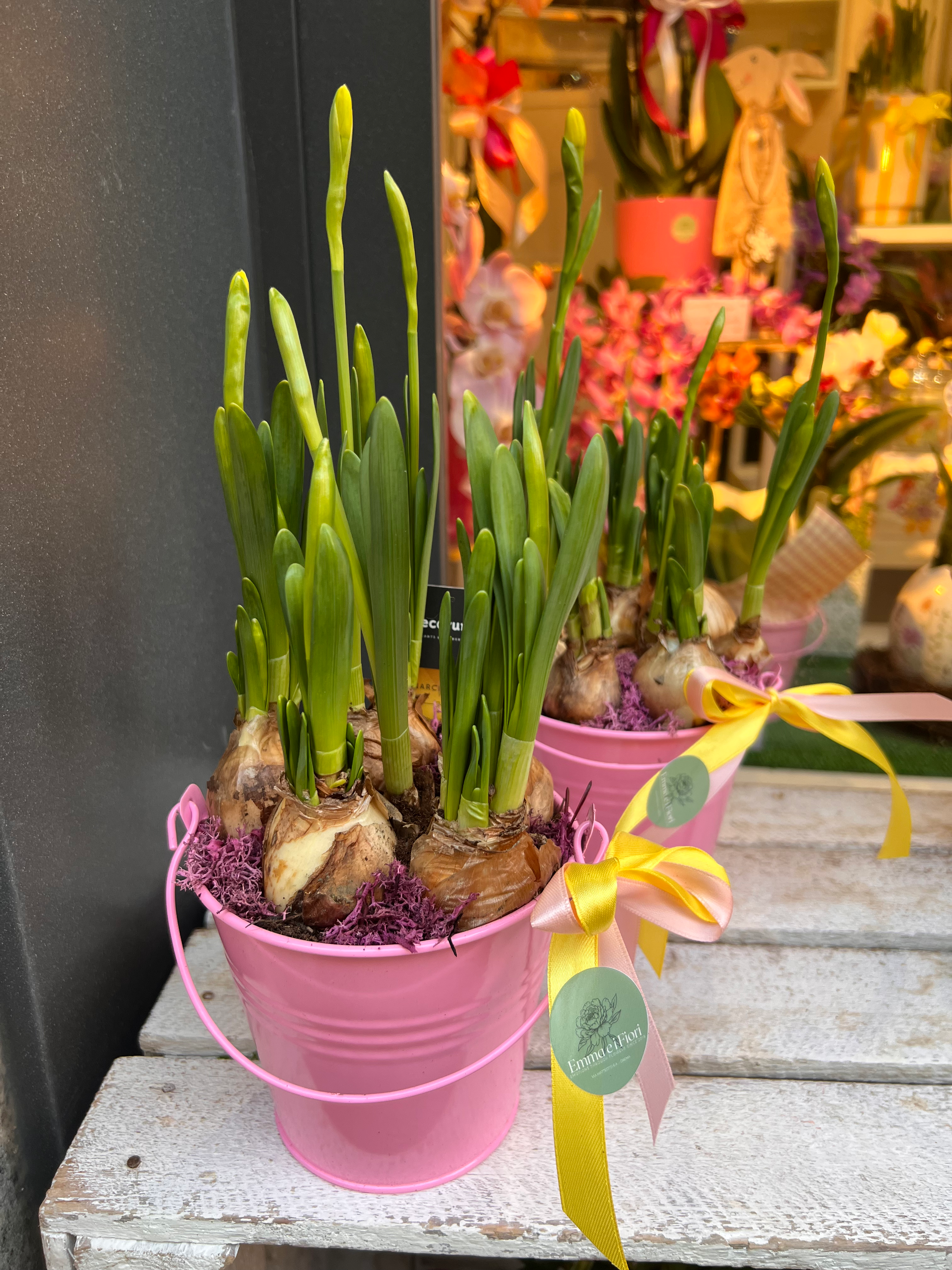 Bulbi di narcisi - vaso rosa in latta