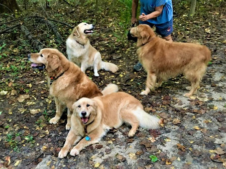 Touch, Thrum, Sweat:  toward life as a dog, in a new year– Part 1 of more than 1 (1/4/22)