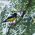 Sultan-Tit_8275.jpg