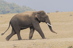 Walking-royally_DSC6980