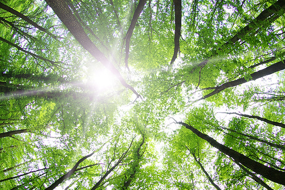 The image shows trees with light shining through the treetops. The angle is that of if you were looking up into the trees.