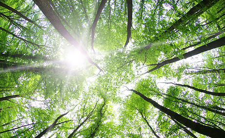 Forest Trees