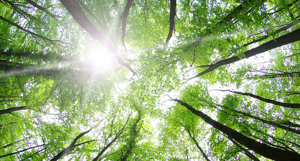 Forest Trees