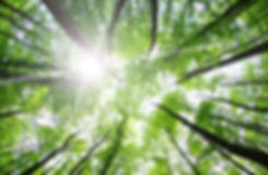 Forest Trees