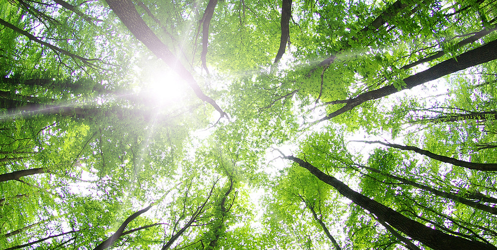 Forest Trees