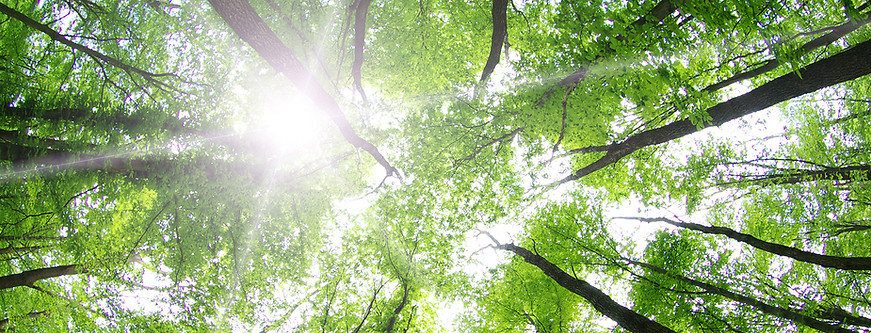 Les arbres forestiers