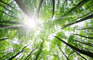 Árboles forestales