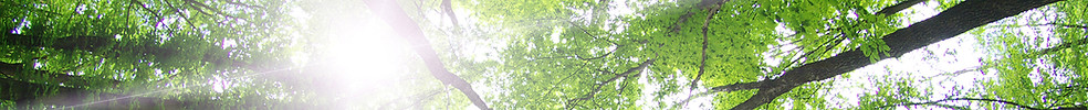 Forest Trees