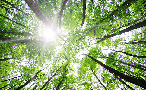 Forest Trees