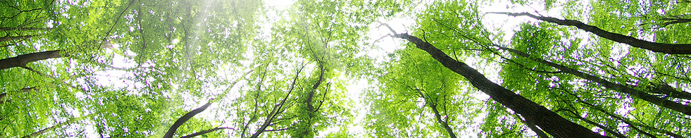 Forest Trees