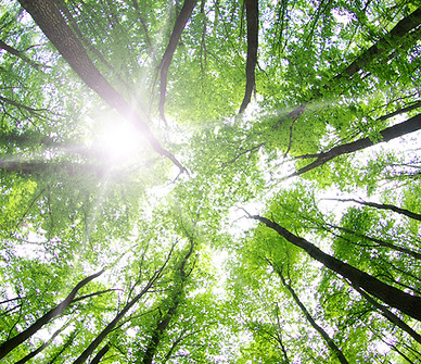 Forest Trees