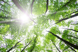 Forest Trees