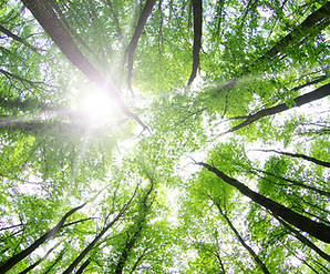 Forest Trees