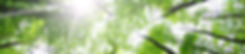 Forest Trees
