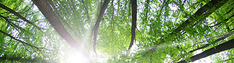 Les arbres forestiers