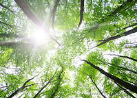 Forest Trees