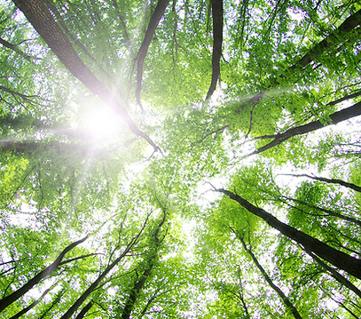 Forest Trees