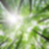 Forest Trees