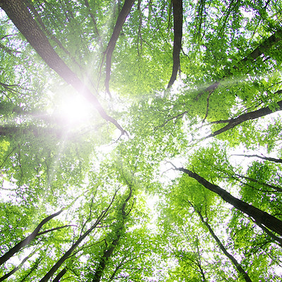 Forest Trees