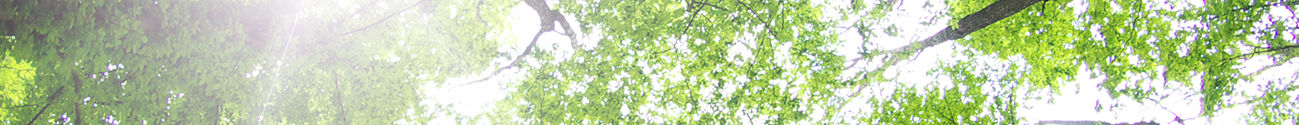 Forest Trees