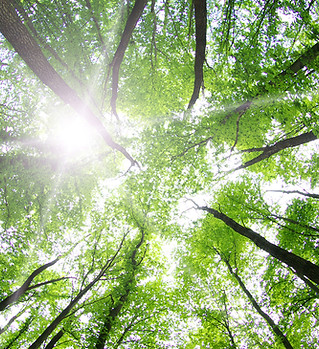 Forest Trees