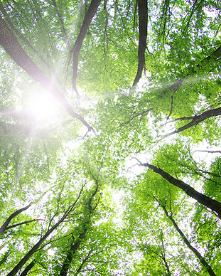 alberi della foresta