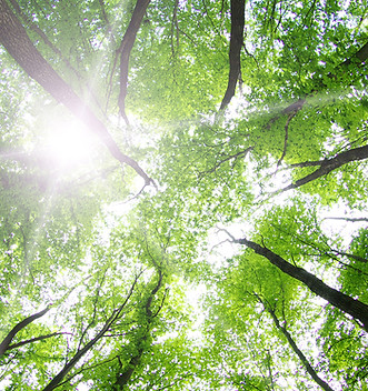 Árboles forestales