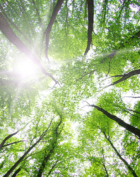Forest Trees