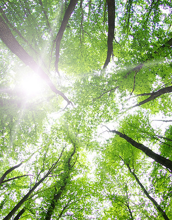 alberi della foresta
