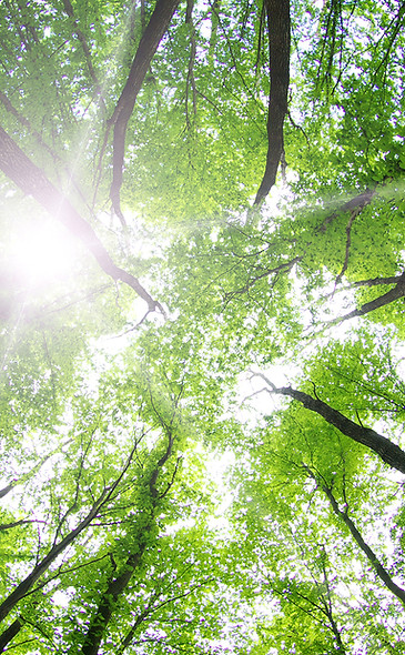 Forest Trees
