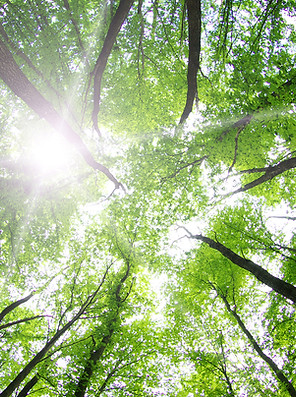 Árboles forestales