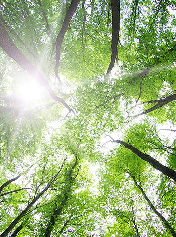 Forest Trees