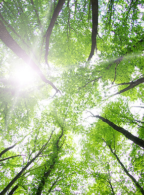 Forest Trees