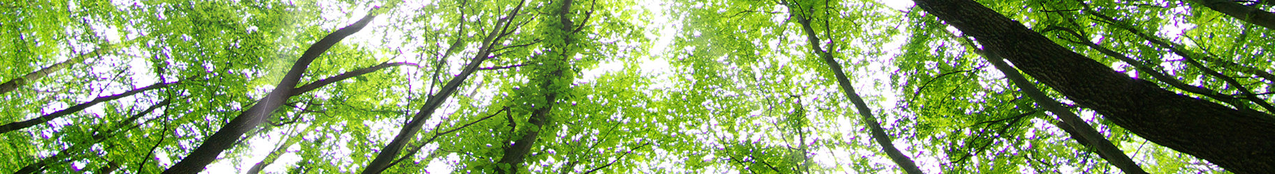 Forest Trees
