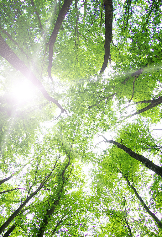 Sonnenlicht durch die Bäume