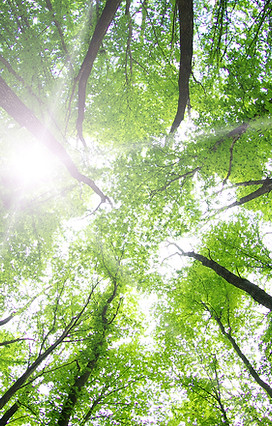 Sunlight Through Trees