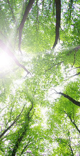 Forest Trees