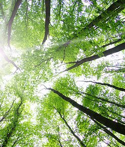 Forest Trees
